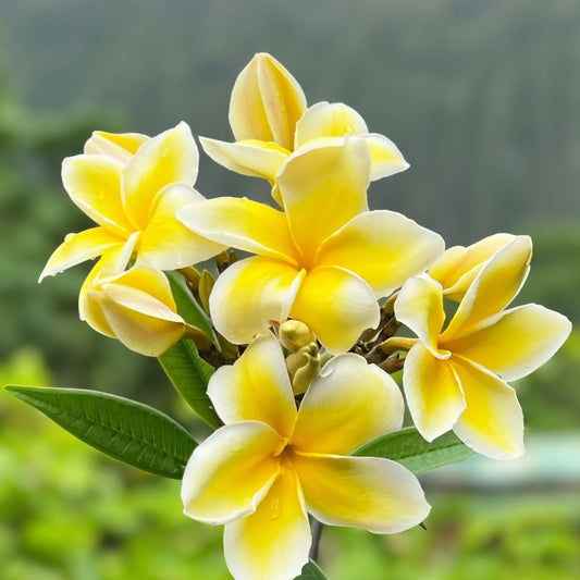 Yellow Plumeria Cuttings - Frangipani Plant - Tropical Flowering Plant - Live Starter Plant - Garden or Houseplant