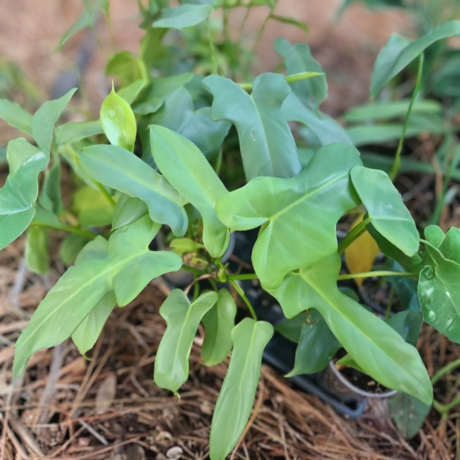 Philodendron Aurea Silver Violin Cutting 1 Node Live Plant Unrooted Houseplant Botanic