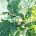 Concordia Oak Tree Bare Root Plant 16 Inches Quercus X Introgressa Fast Growing Hybrid Zone 4-8