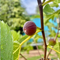 Fig Tree Cuttings 6 Pieces Col de Dame Grise Ficus carica Fruit Bearing Live Plant Starter