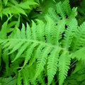Long Beech Fern Live Plants 5-Pack | Phegopteris connectilis Native Fern Starter Plants