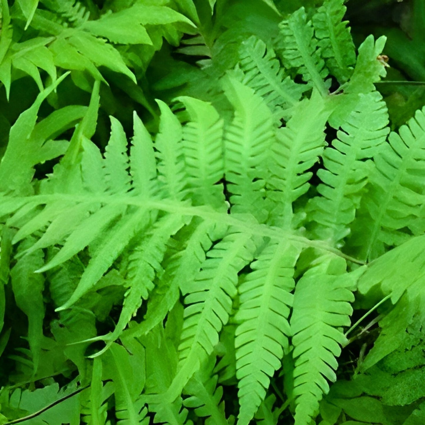 Long Beech Fern Live Plants 5-Pack | Phegopteris connectilis Native Fern Starter Plants