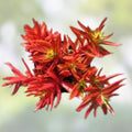 Crassula 'Campfire' Succulent Cuttings – 3 Live Plants with Red Green Foliage – Indoor Houseplant, Starter Plant, Easy Care