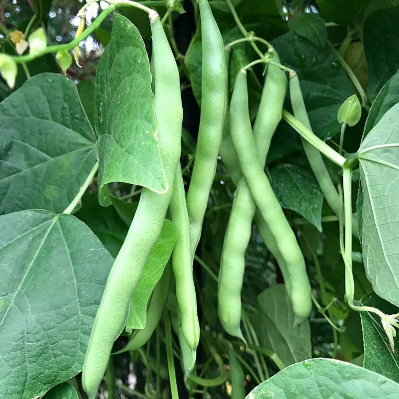 Blue Lake Green Bean Seeds – Heirloom Phaseolus vulgaris Edible Pods Live Plant Starter Bare Root 100+ Seeds