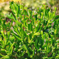 4" Hobbit Jade Succulent Cutting Crassula Ovata 'Gollum' Finger Jade Houseplant, Live Plant, Indoor Gardening