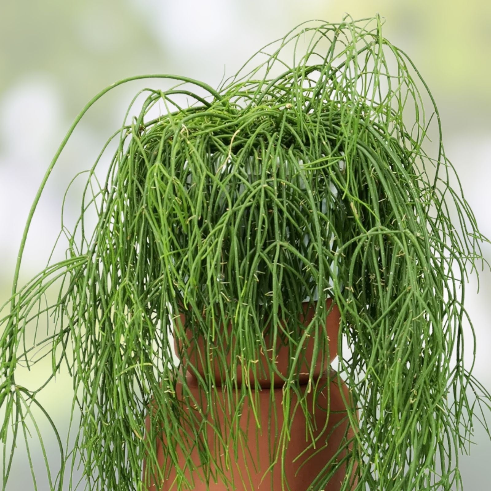 Rhipsalis burchellii Mistletoe Cactus Live Plant Cutting Rare Jungle Houseplant Succulent Indoor Plant