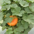Organic Sugarcup Winter Squash Seeds 10 Pack Cucurbita maxima Heirloom Non-GMO USA Grown Live Plant Cutting