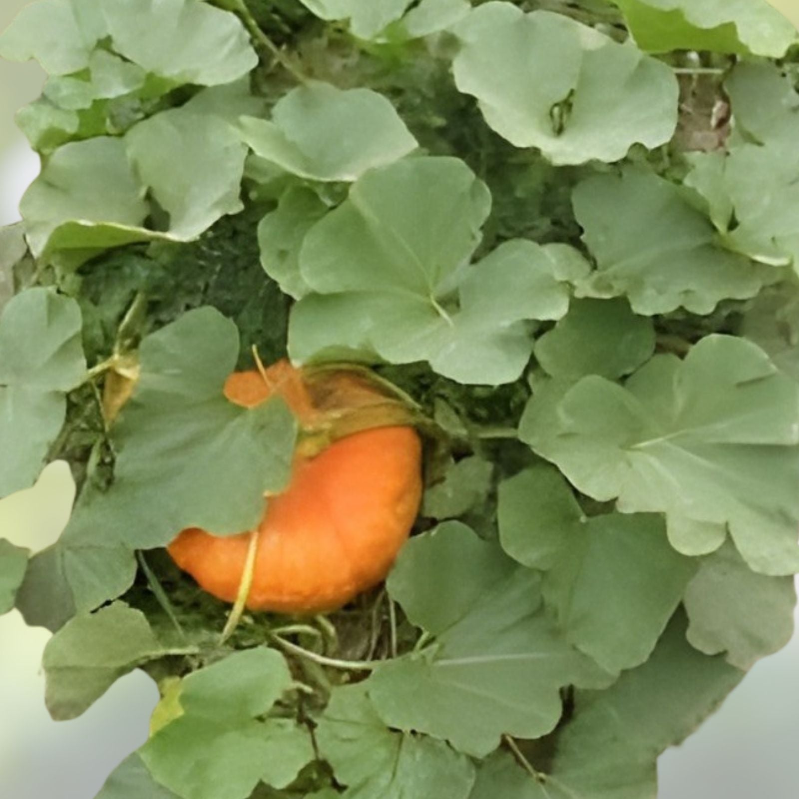 Organic Sugarcup Winter Squash Seeds 10 Pack Cucurbita maxima Heirloom Non-GMO USA Grown Live Plant Cutting