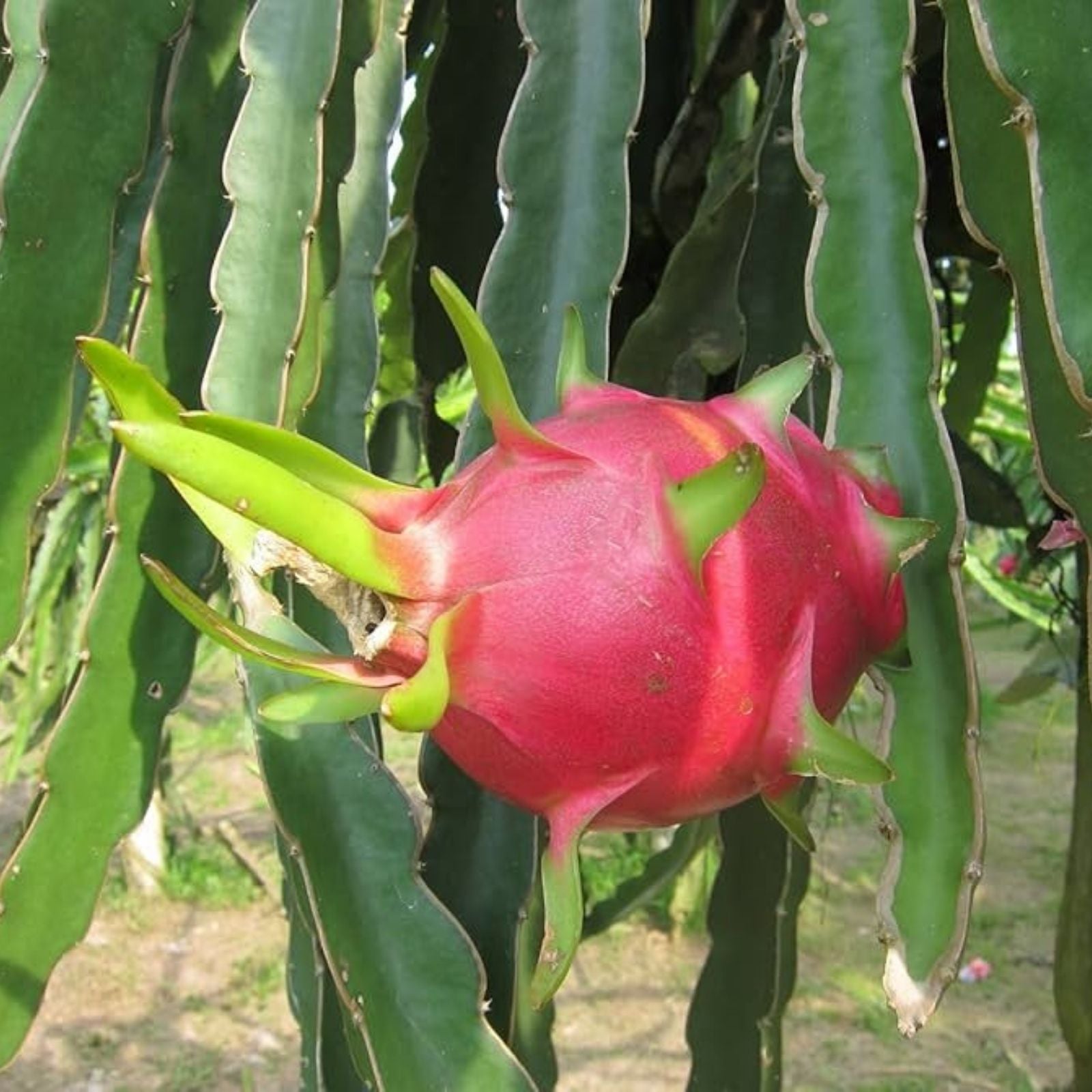 Dragon Fruit Cuttings 8-14 Inches | Hylocereus Undatus | Live Plant Propagation Supplies