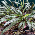 Silver Squill Succulent Live Plant - Ledebouria socialis Variegated Bulb Houseplant, Easy Care Indoor Plant