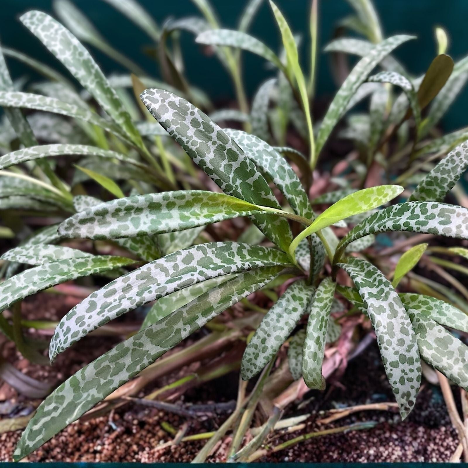 Silver Squill Succulent Live Plant - Ledebouria socialis Variegated Bulb Houseplant, Easy Care Indoor Plant