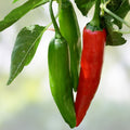 Serrano Pepper Seeds 500 Count Heirloom Non-GMO Hot Chile Capsicum annuum Garden, Cooking, Spicy Peppers