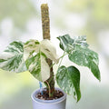 Rooted Variegated Monstera Albo Borsigiana Plant - Rare Houseplant, Monstera Deliciosa Var, Live Cutting