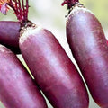 Beet Seeds 500 Count Organic Cylindra Non-GMO Heirloom Beta vulgaris Vegetable Garden Starter Plants