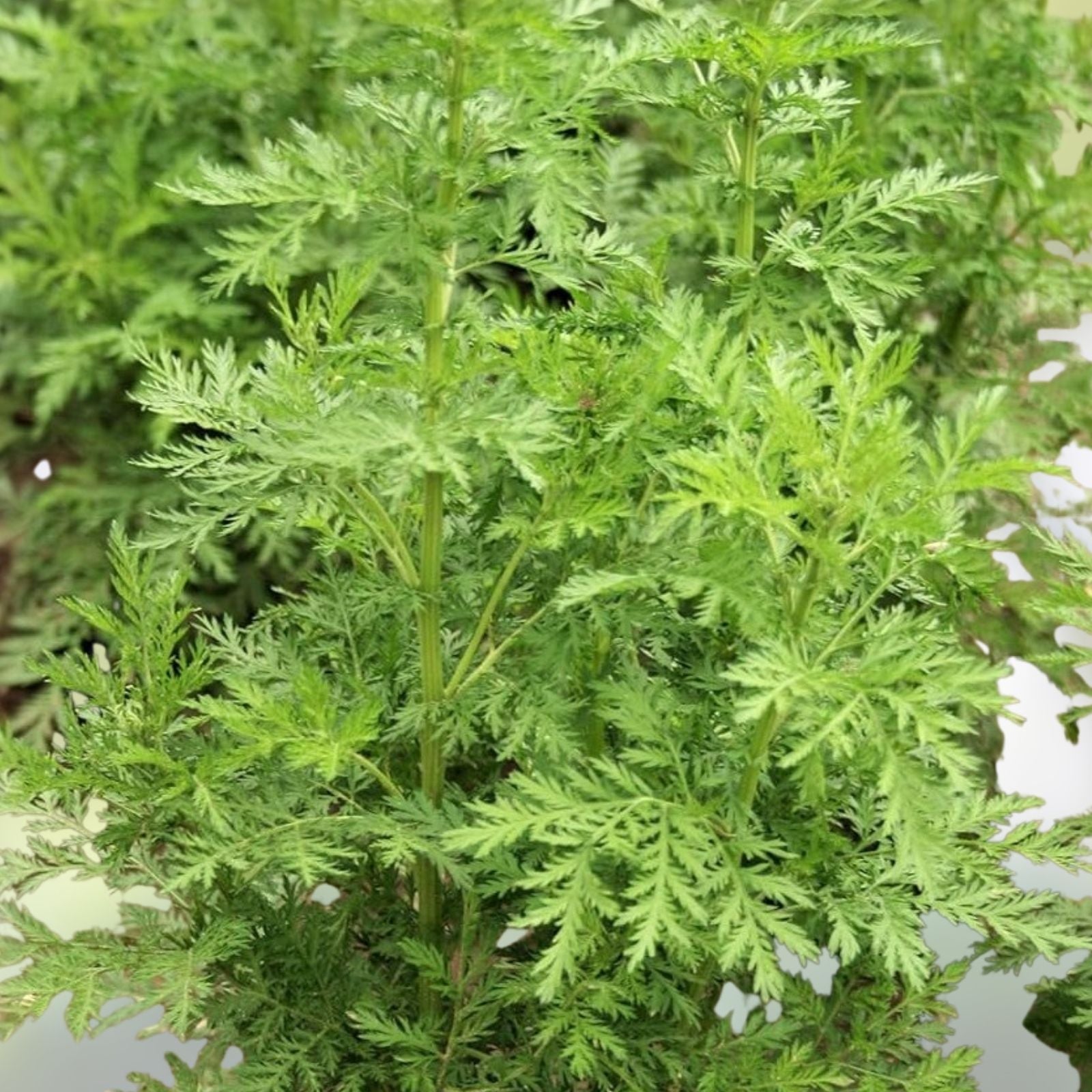 Sweet Wormwood Herb Seeds Artemisia annua Organic Non-GMO Heirloom Live Plant Cutting Starter Plant