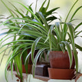 Spider Plant Babies, Chlorophytum comosum, Live Indoor Houseplants, Easy Care Green Foliage, Starter Plant, Rooted Cuttings