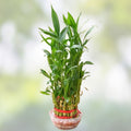 Dracaena sanderiana Seeds 500 Count | Indoor Outdoor Live Plant Starter Cutting Bare Root Houseplant