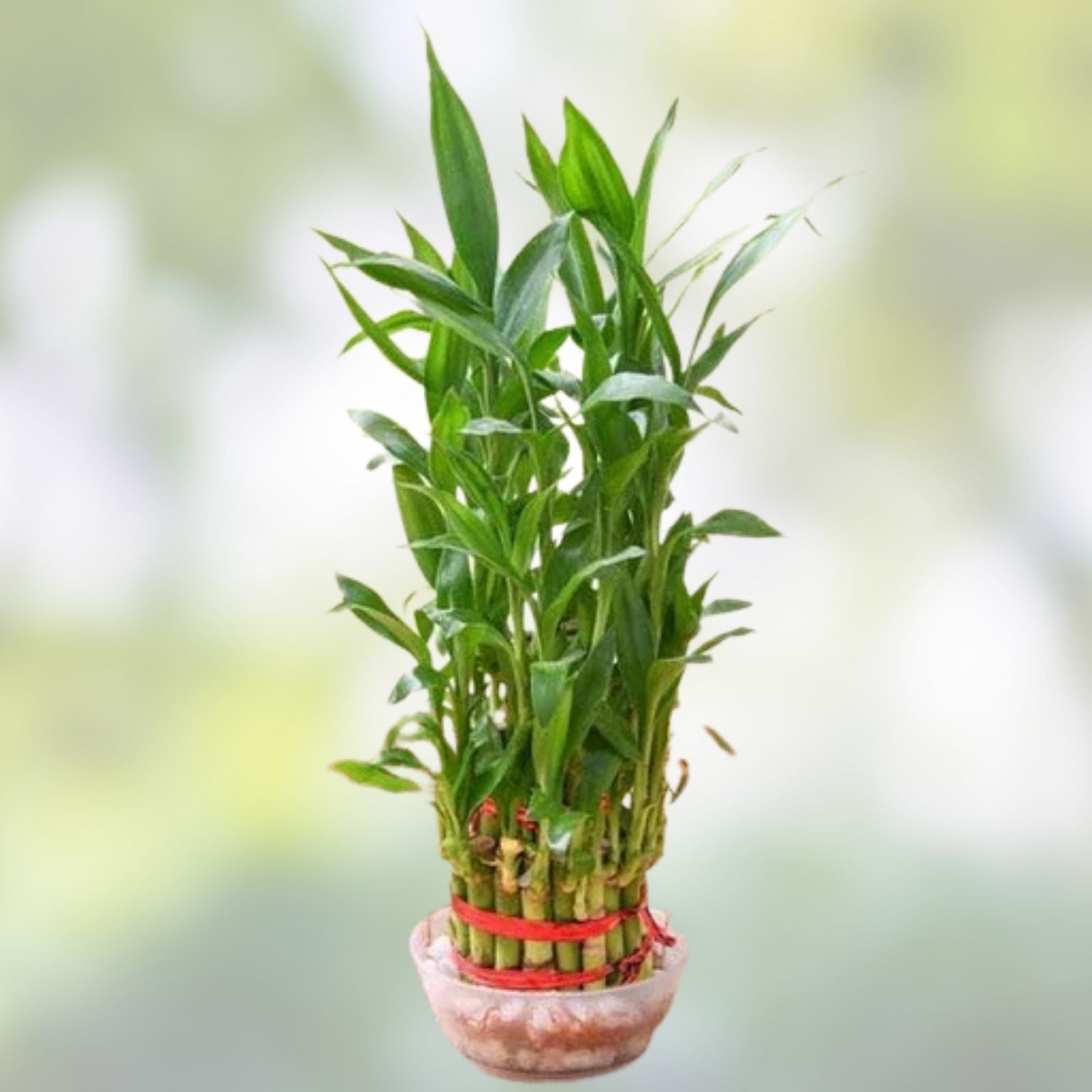 Dracaena sanderiana Seeds 500 Count | Indoor Outdoor Live Plant Starter Cutting Bare Root Houseplant