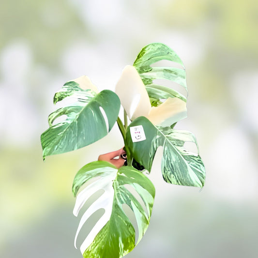 Monstera Albo Rooted Cutting - Variegated Houseplant - Monstera Deliciosa Albo Variegata - Live Plant, Starter Plant