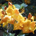 Azalea Starter Plant - Klondyke Variety - Well Rooted Rhododendron indicum Garden Flowering Shrub - Fast Growing Rhododendron