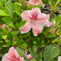 Cavendish Azalea Starter Plant - Multi-Color Peachy Pink Blooms - Rhododendron Garden Shrub, Ornamental Houseplant, Live Plant, Cutting