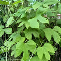 Chaya Maya Edible Tree Cuttings Set of 6 – Deeply Lobed & Maple Leaf Varieties – Cnidoscolus aconitifolius