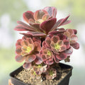 Watermelon Punch Succulent Plant, Portulaca Oleracea, Colorful Ground Cover, Live Plant, Starter Plant, US Seller