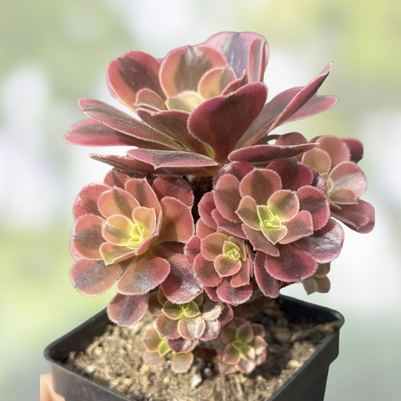 Watermelon Punch Succulent Plant, Portulaca Oleracea, Colorful Ground Cover, Live Plant, Starter Plant, US Seller