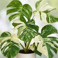 Variegated Monstera Plant 4-Inch Pot | Monstera Deliciosa Variegata Tropical Indoor Houseplant