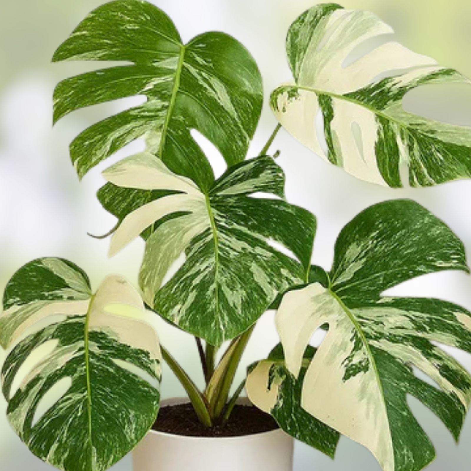 Variegated Monstera Plant 4-Inch Pot | Monstera Deliciosa Variegata Tropical Indoor Houseplant
