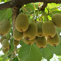 Orchid Tree Seeds - 10 Seeds - Butterfly Tree - Bauhinia purpurea - Fast-Growing Exotic Flowering Plant - Fresh Stock