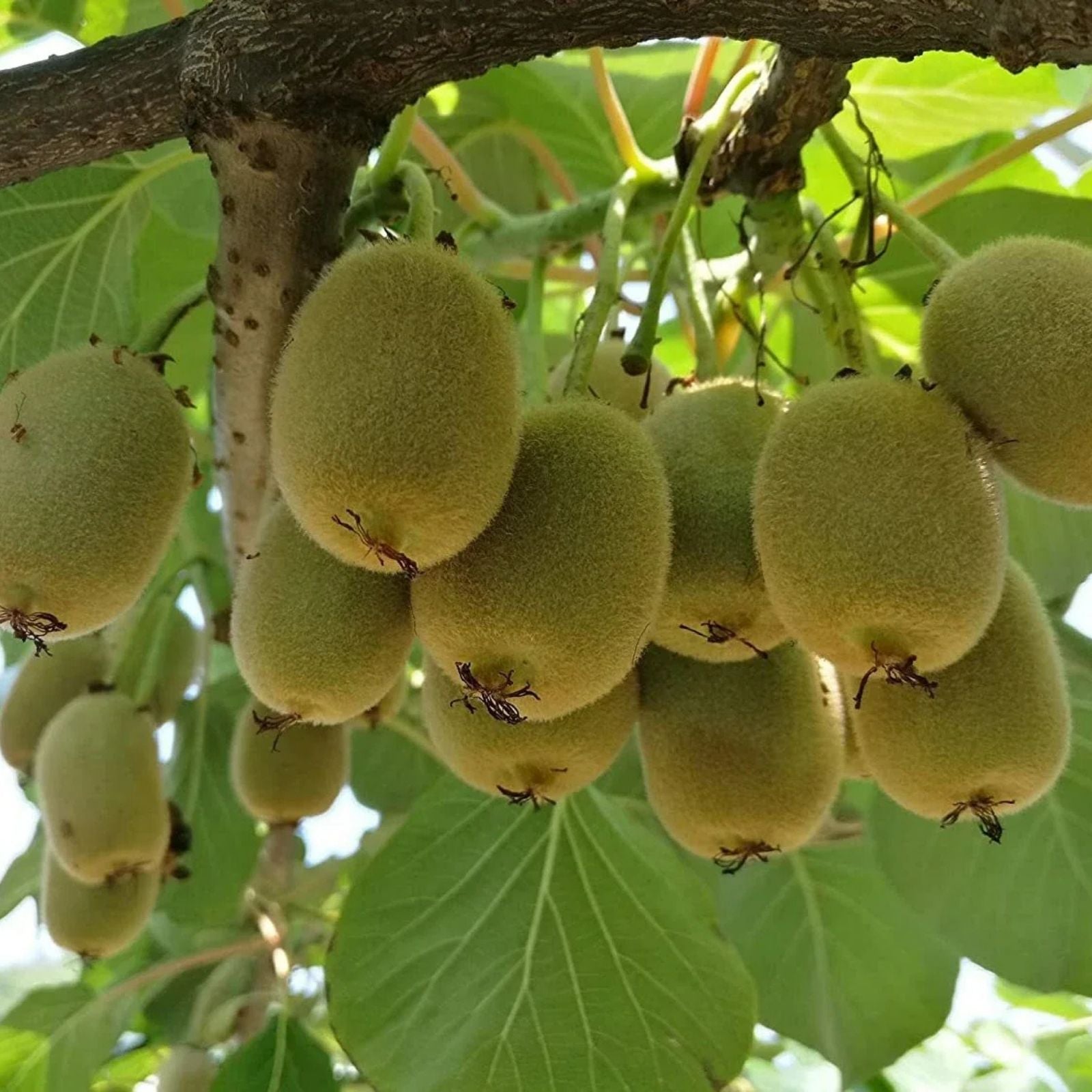 Orchid Tree Seeds - 10 Seeds - Butterfly Tree - Bauhinia purpurea - Fast-Growing Exotic Flowering Plant - Fresh Stock