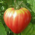 Pink Oxheart Tomato Seeds 100 Count Organic Heirloom Solanum lycopersicum Live Plant Cutting Bare Root Starter Plant