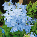 Cape Plumbago Seeds Imperial Blue Plumbago auriculata Flowering Shrubs 30+ Seeds Garden Plant