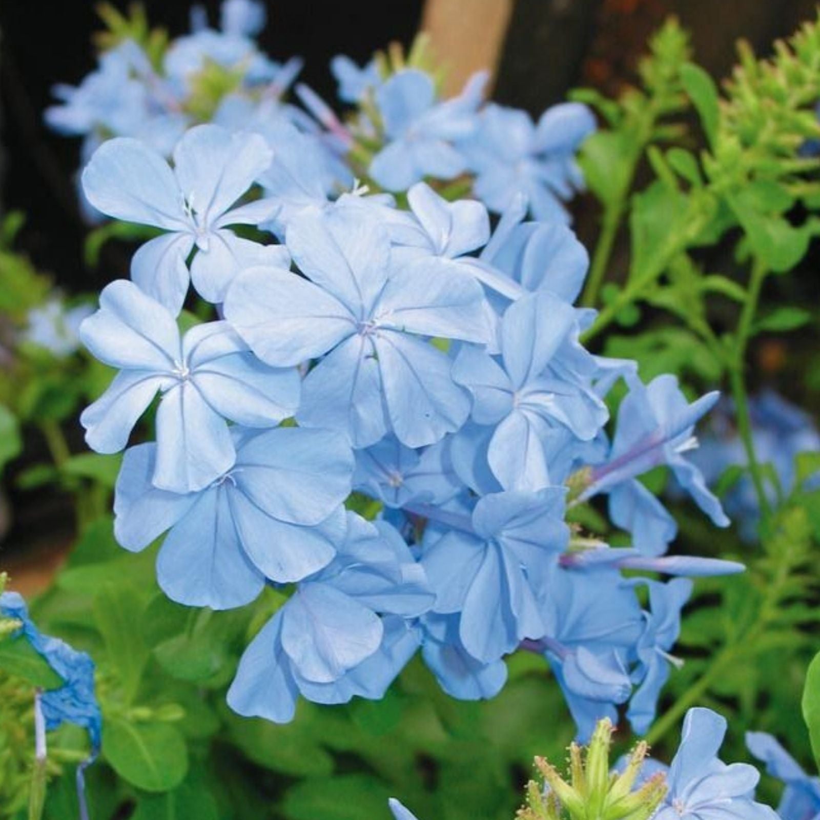 Cape Plumbago Seeds Imperial Blue Plumbago auriculata Flowering Shrubs 30+ Seeds Garden Plant