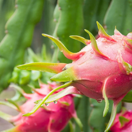 Organic Dragon Fruit Cuttings 12 Pack, Hylocereus Undatus, Edible Fruit Plant, Live Starter, Cactus Succulent Propagation