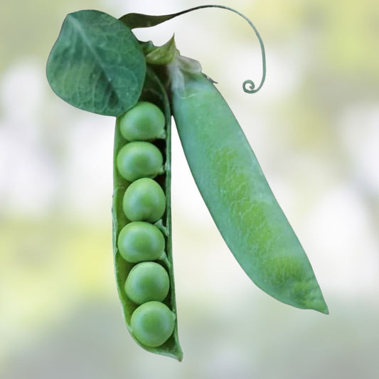 Heirloom Pea Seeds Thomas Laxton Non-GMO Organic Garden Vegetable Seeds 100+ Starter Plants