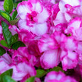 Encore Autumn Kiss Azalea Starter Plant Deciduous Rhododendron x 'Autumn Kiss' Garden Shrub with Colorful Blooms