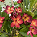 Jamaican Fire Plumeria Cutting - Tropical Fragrant Flower Plant - Garden, Patio, Houseplant, Live Starter, Bare Root, 3 Tips