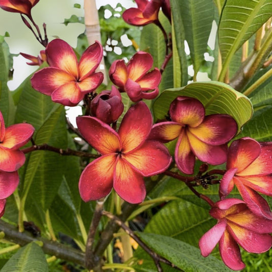Jamaican Fire Plumeria Cutting - Tropical Fragrant Flower Plant - Garden, Patio, Houseplant, Live Starter, Bare Root, 3 Tips