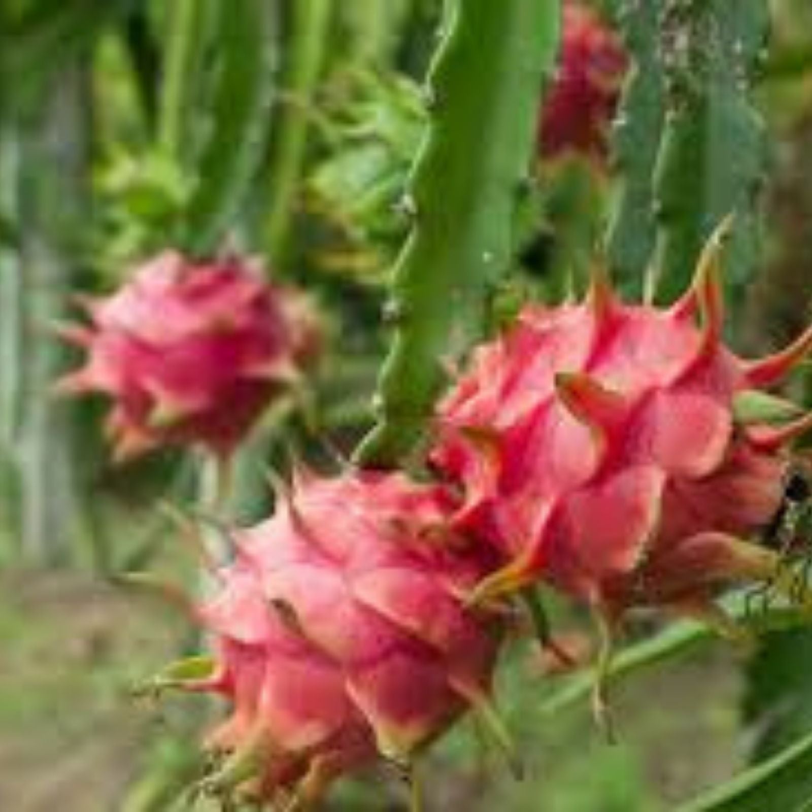 Yellow Dragon Fruit Seedlings, Hylocereus undatus, Live Plant, 4 Inch, Tropical Fruit Cactus, Starter Plant, Bare Root, Houseplant