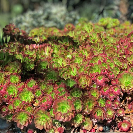Red Aeonium Cuttings 6" Jack Catlin Succulent Starter Plants, Unrooted, Live Houseplants, Garden Decor, 12 Pack