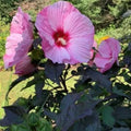 Rose Mallow Seeds 100 Count Bright Pink Hibiscus moscheutos Live Plant Cutting Bare Root Starter Plant