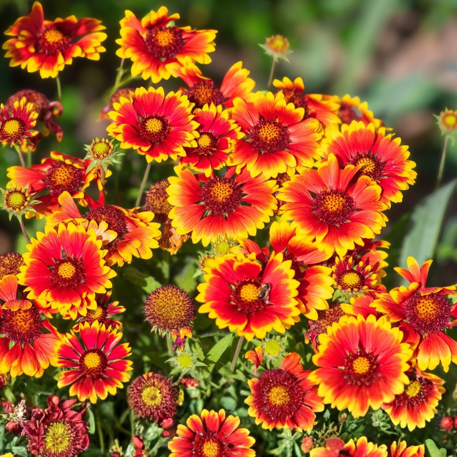 Gaillardia Seeds Arizona Sun Variety Bright Large Cut Flower Gaillardia pulchella 100 Count Live Plant Starter