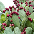 Spineless Prickly Pear Cactus Pads Nopales Edible Succulent Opuntia Cacanapa Elisiana Live Plant
