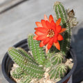Echinopsis Xeranthemoides Cactus 6" Pot, Succulent, Drought Tolerant Houseplant, Desert Plant, Easy Care Indoor Plant