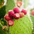 Prickly Pear Cactus Plant – Spiny Succulent Opuntia Ficus-Indica – Drought Tolerant Desert Garden Plant