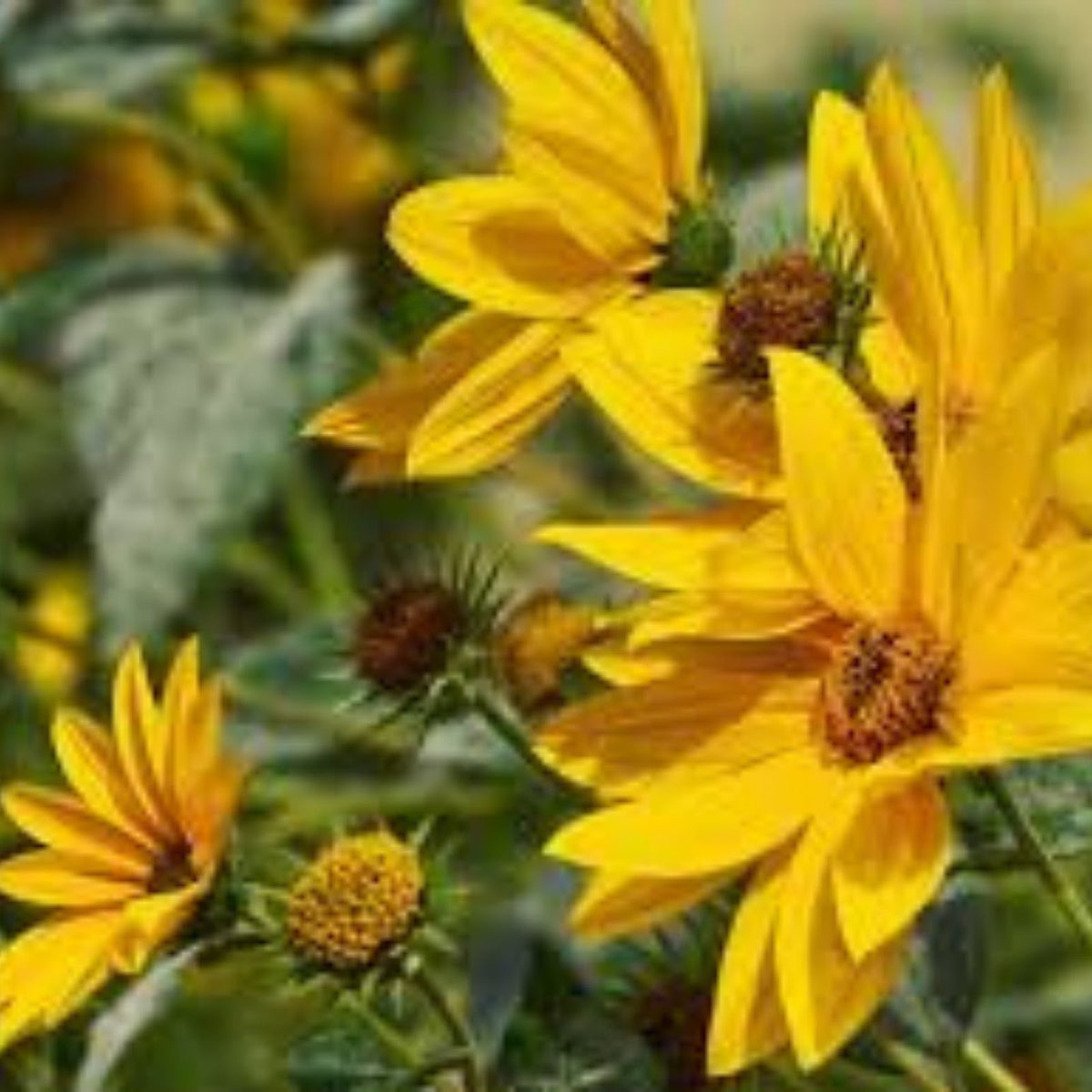 Giant Maximillian Sunflower Seeds - 500+ Helianthus maximiliani Wildflower Seed Pack for Planting, Bright Yellow Flowers, Large Sunflower Seeds
