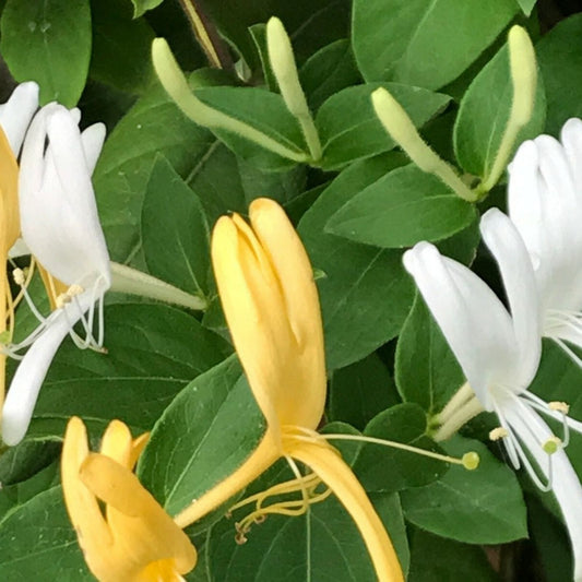 Japanese Honeysuckle Vine Cuttings 8" Live Starter Clippings Organic Lonicera japonica Garden Plant