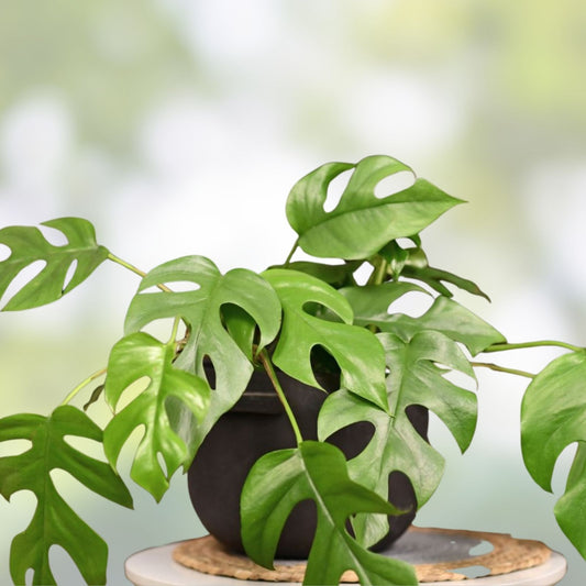 Mini Monstera Cuttings - 2 Leaves 2 Nodes, Rhaphidophora Tetrasperma Plant Propagation, Indoor Houseplant, Nursery Quality
